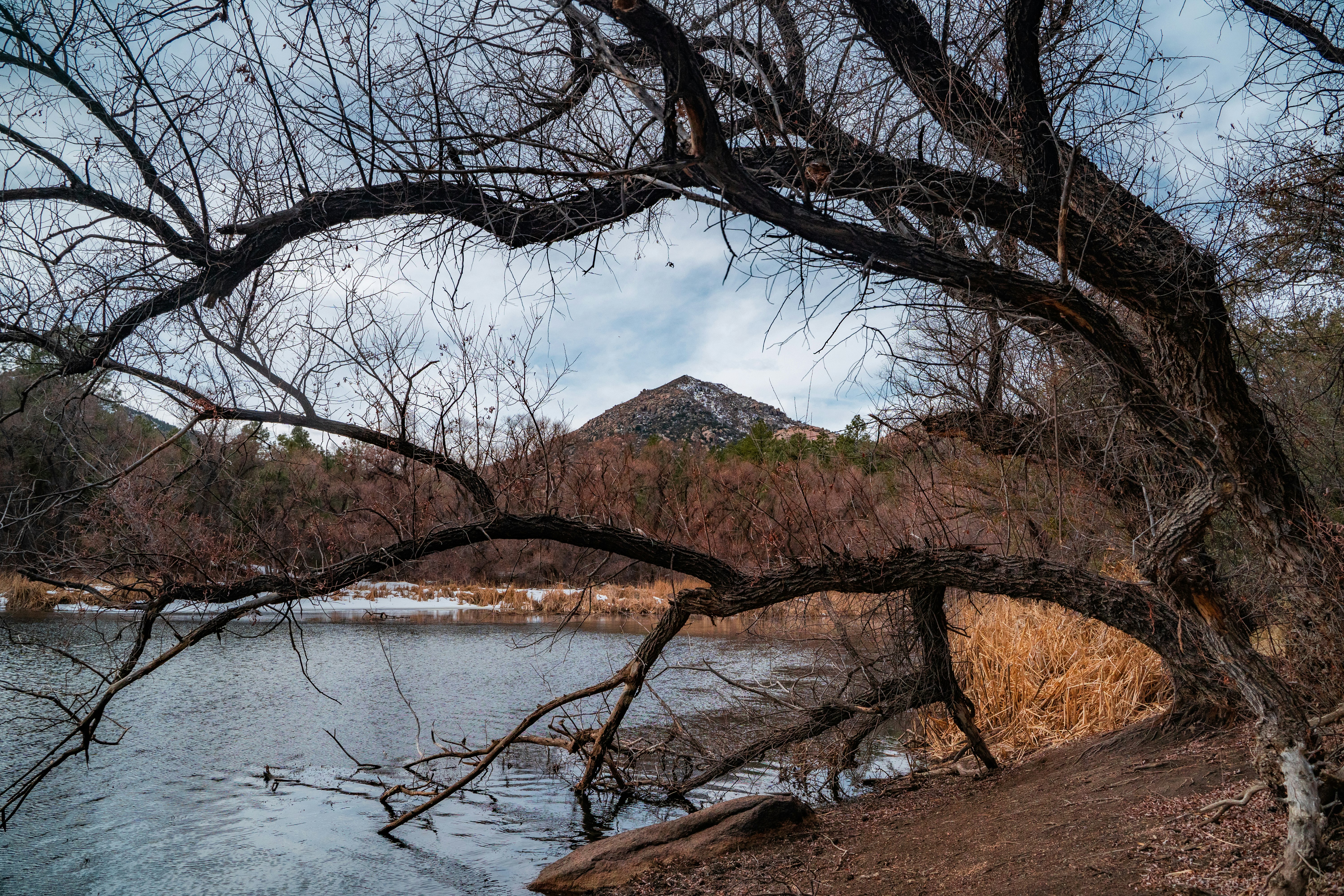 brown trees near body of water during daytime